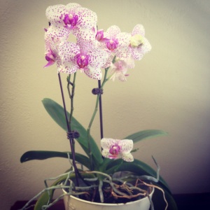 Office Orchid